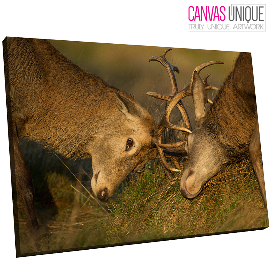Antler A502 Brown Stags Antler Mating Fight Animal Canvas Wall Art Framed Picture Print 