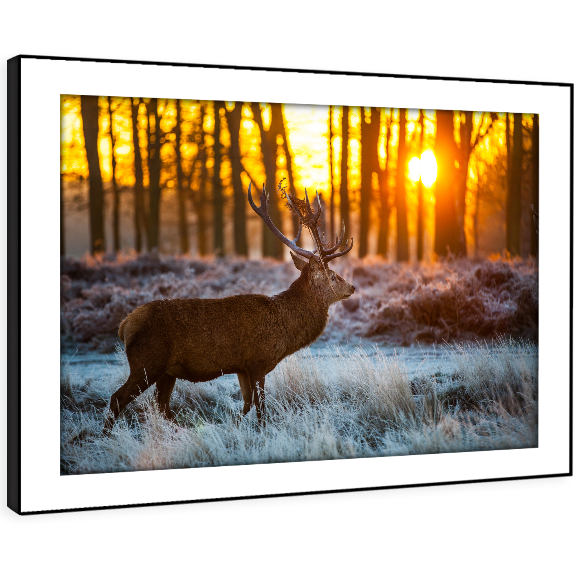 Sunset Forest Stag Deer Funky Animal Canvas Wall Art Large Picture Prints